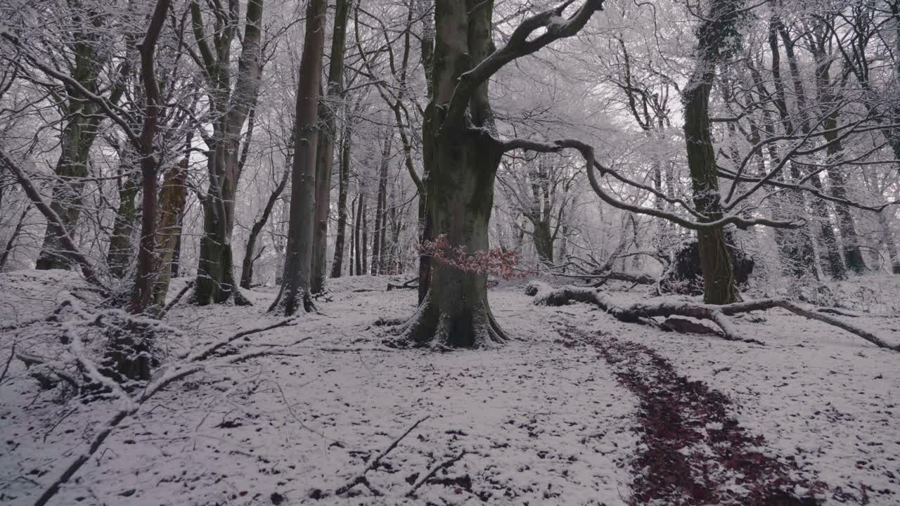 在一个晴朗的日子里，森林里的树木被大雪覆盖着视频素材