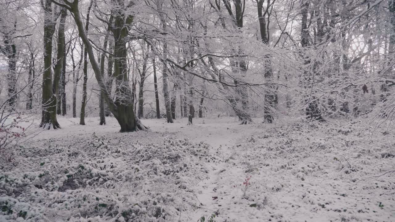 在一个晴朗的日子里，森林里的树被大雪覆盖着视频素材