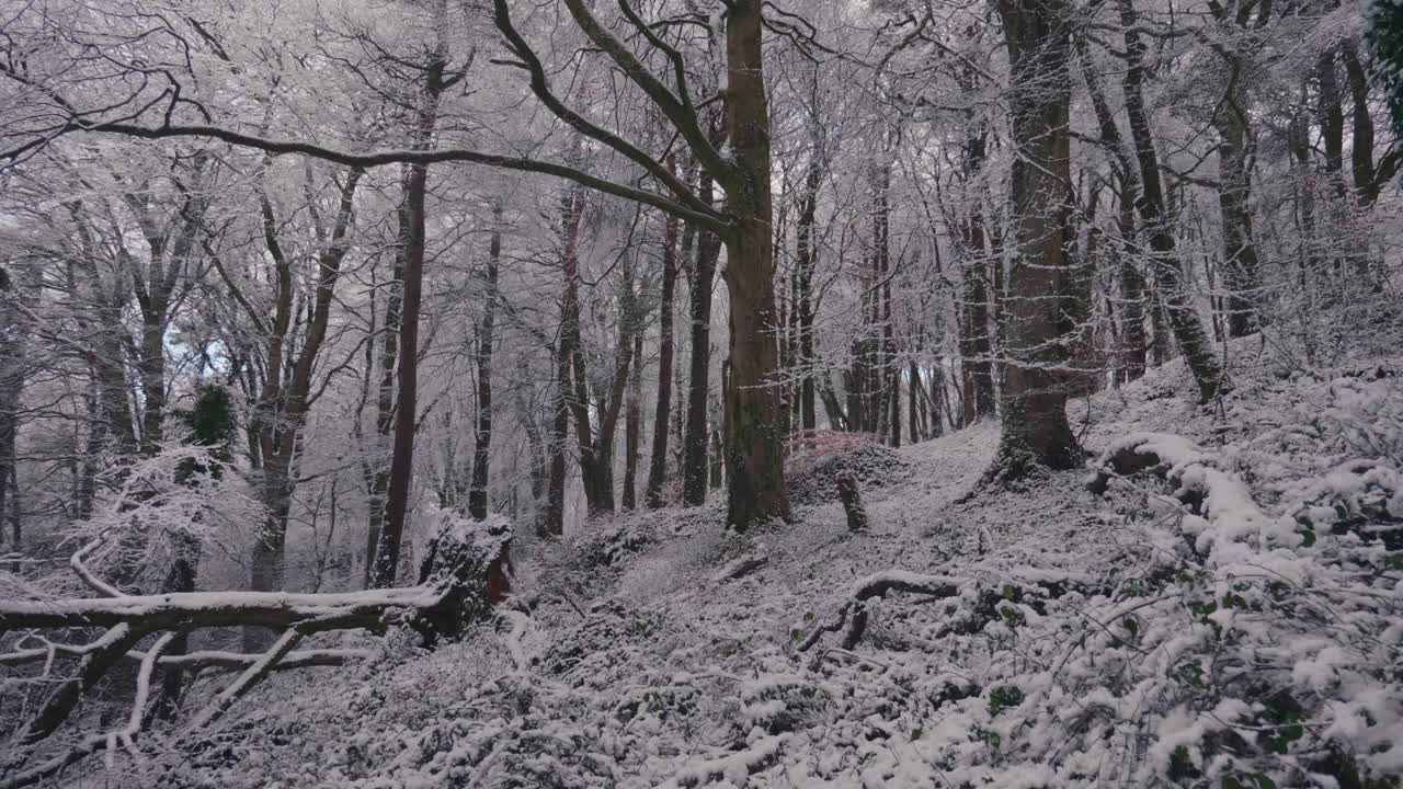 在一个晴朗的日子里，森林里的树被大雪覆盖着视频素材