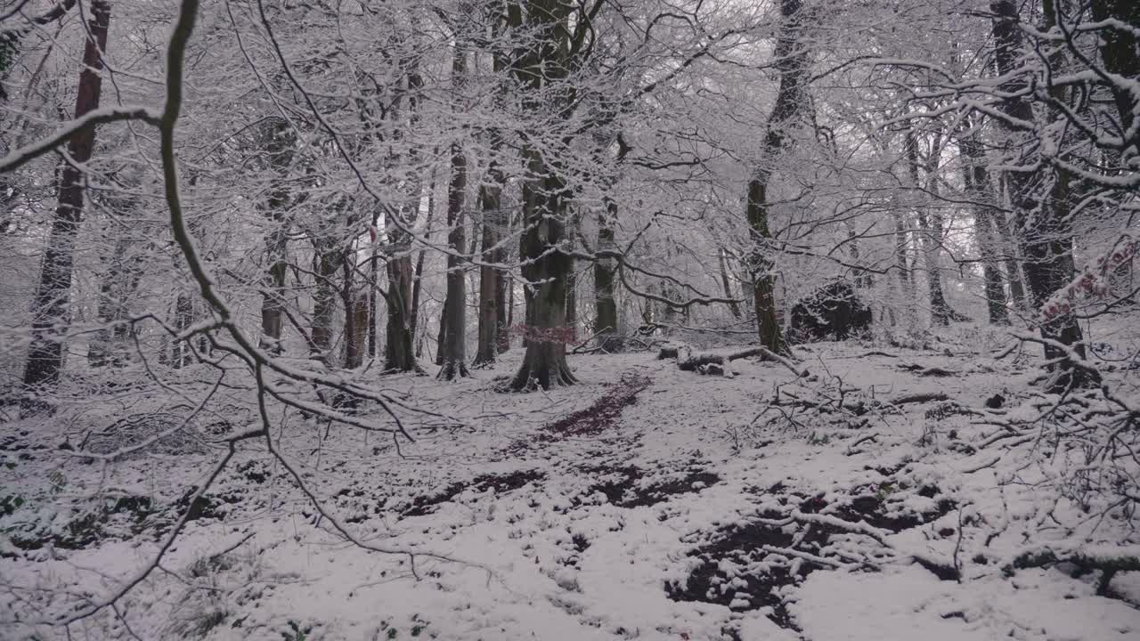 在一个晴朗的日子里，森林里的树木被大雪覆盖着视频素材