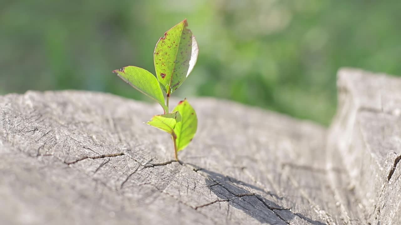 红苹果长在树枝上。垂直视频视频素材