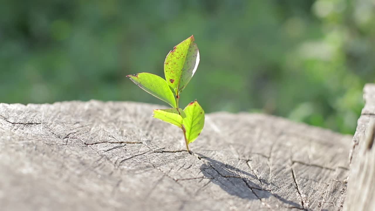 红苹果长在树枝上。垂直视频视频素材