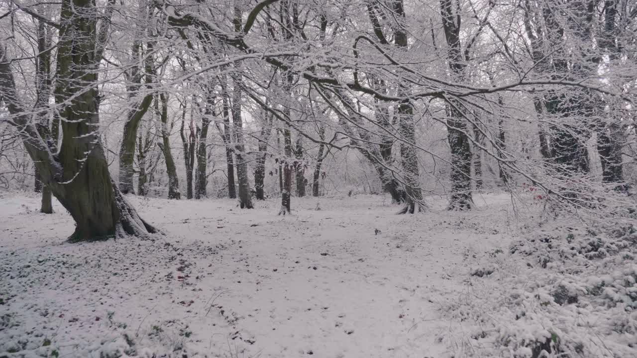 在一个晴朗的日子里，森林里的树木被大雪覆盖着视频素材