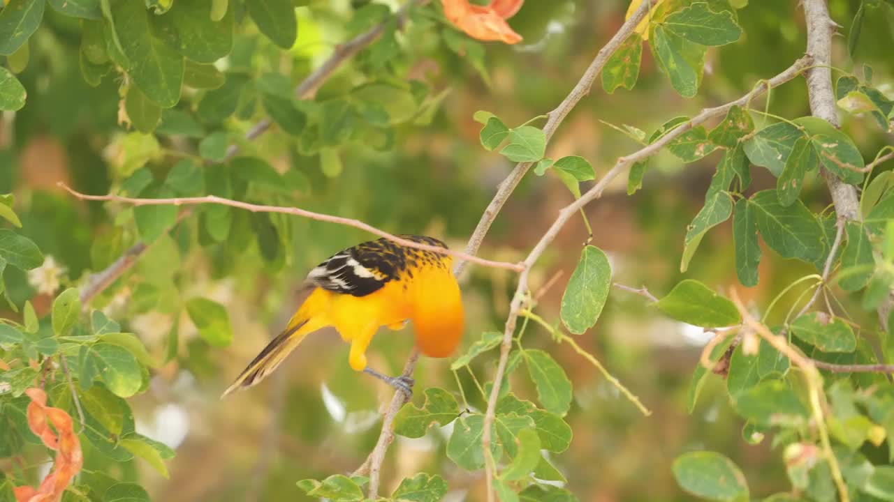 Yellow-tailed黄鹂视频素材