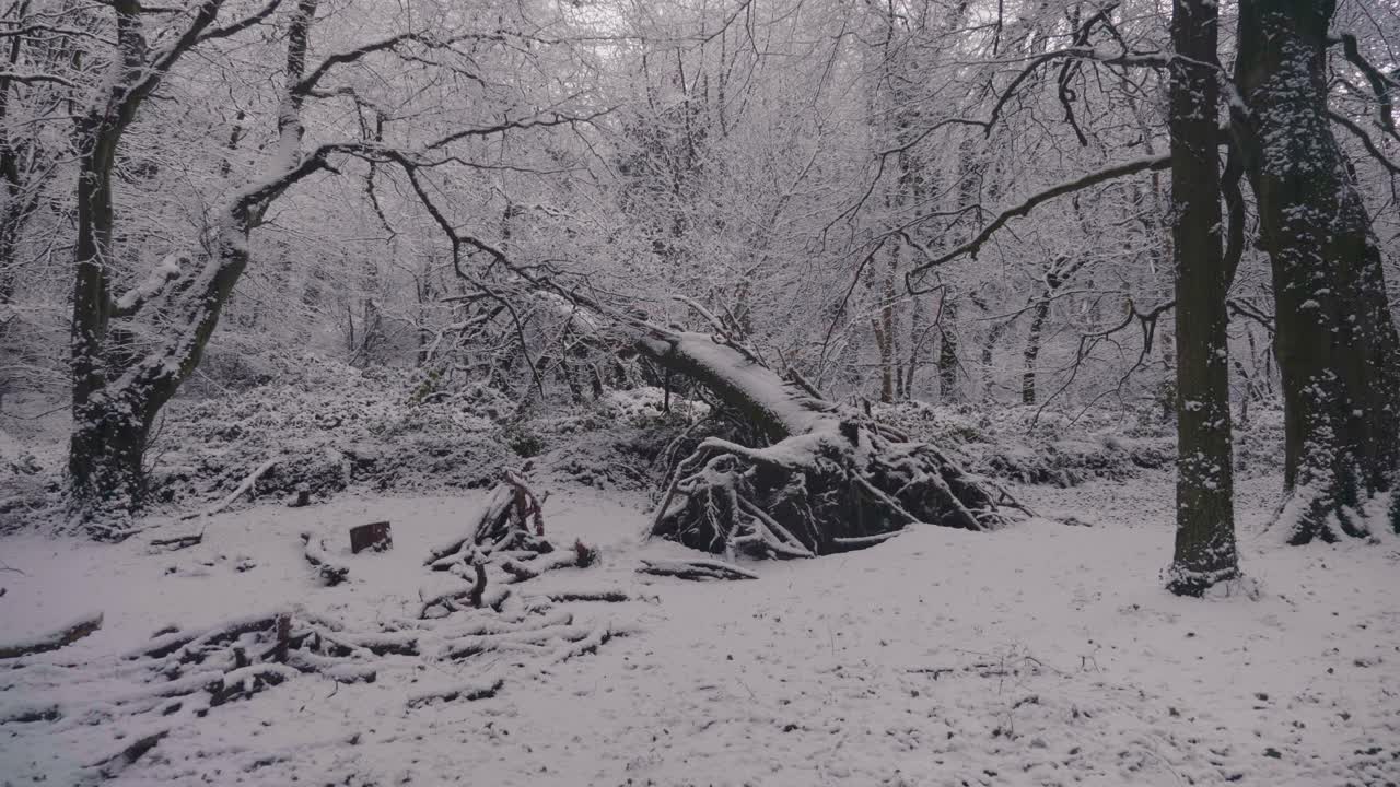 在一个晴朗的日子里，森林里的树木被大雪覆盖着视频素材