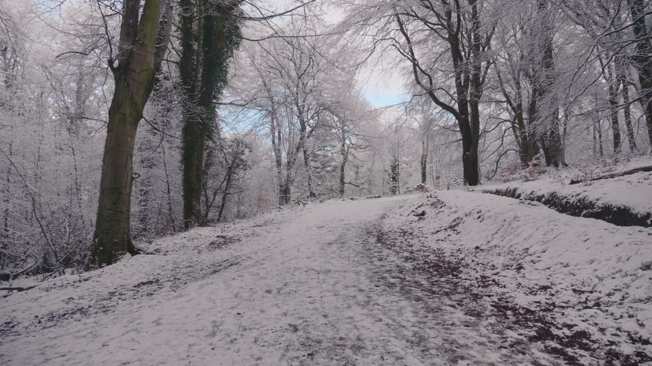 在一个晴朗的日子里，森林里的树木被大雪覆盖着视频素材