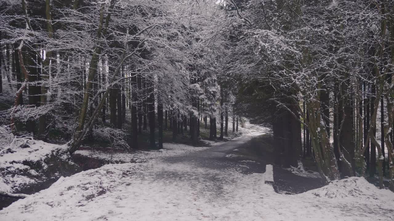 在一个晴朗的日子里，森林里的树木被大雪覆盖着视频素材