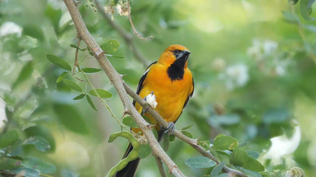 Yellow-tailed黄鹂视频素材