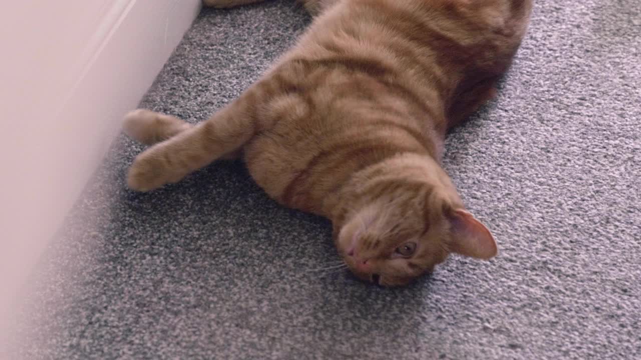 懒惰但顽皮的猫懒洋洋地在房子周围闲逛视频素材