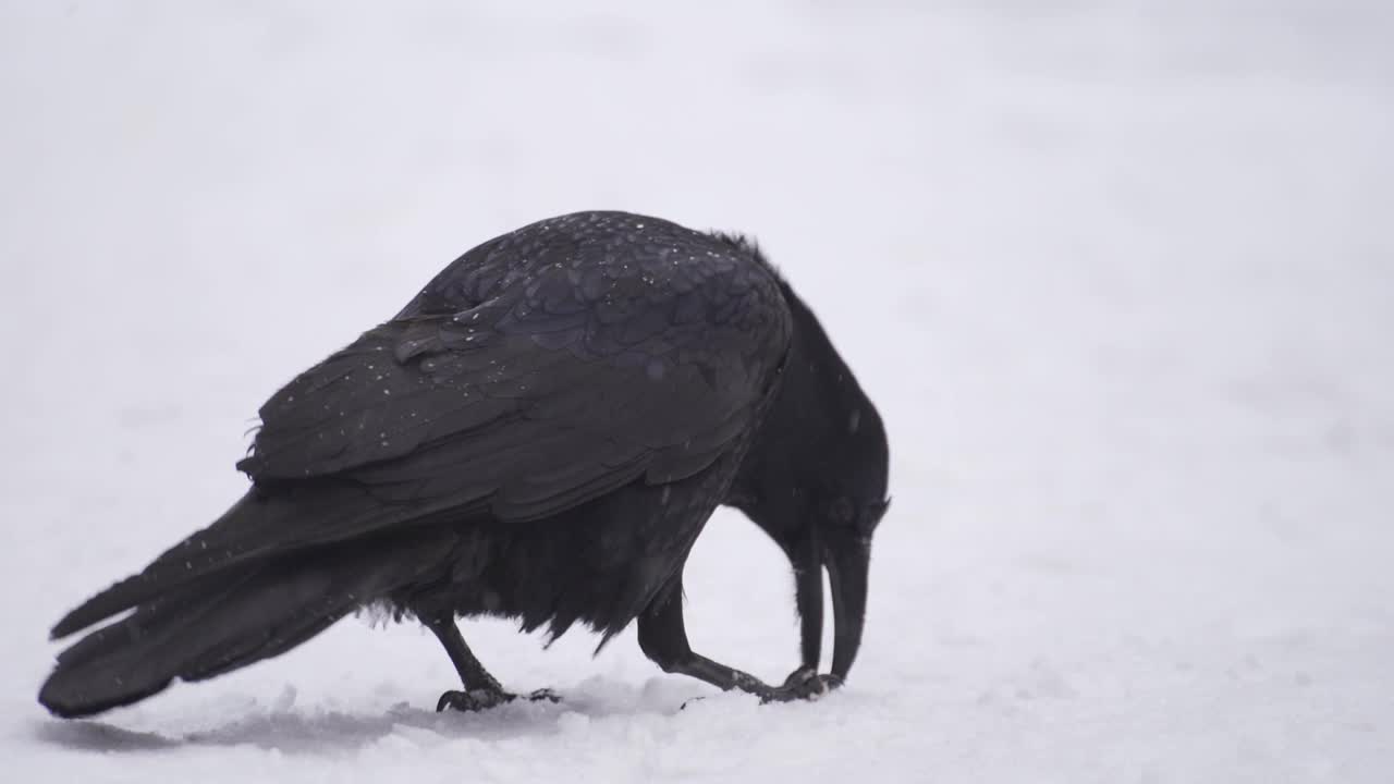 黑乌鸦在冬天的雪地里。大雪，乌鸦咬人吃东西视频素材