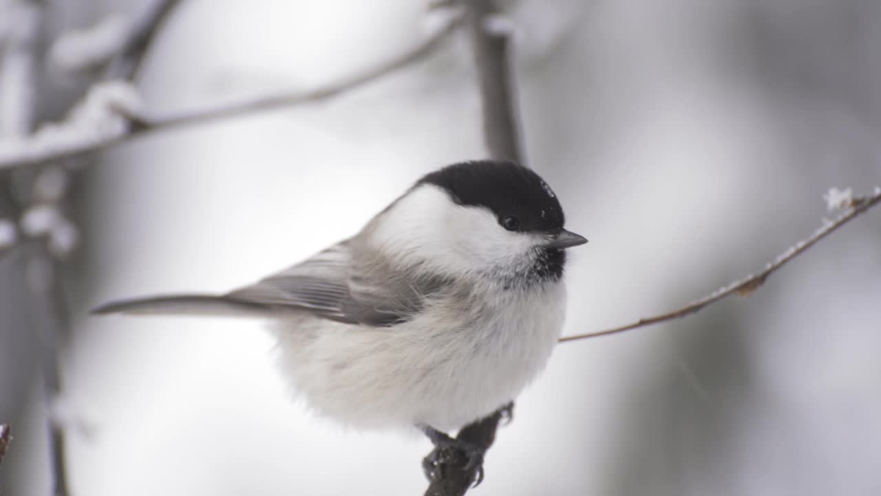 雪上的小鸟山雀畏缩在树枝上视频素材