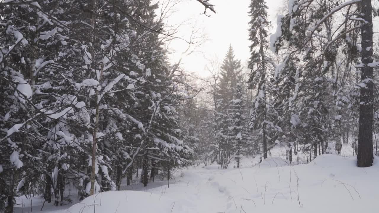 在冬天下雪的时候在森林里徒步旅行视频素材