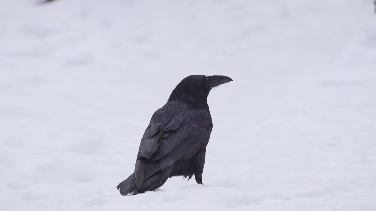 乌鸦(corax)特写视频素材