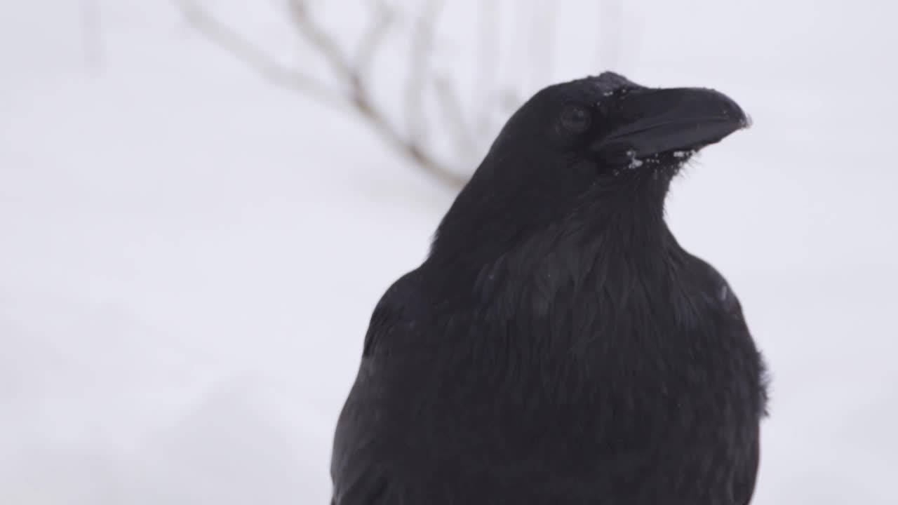 普通乌鸦(Corvus corax)在下雪期间的肖像视频素材