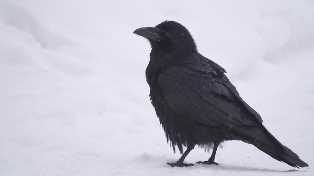 乌鸦在雪地上。冬天白雪上美丽的黑鸟。黑乌鸦特写视频素材