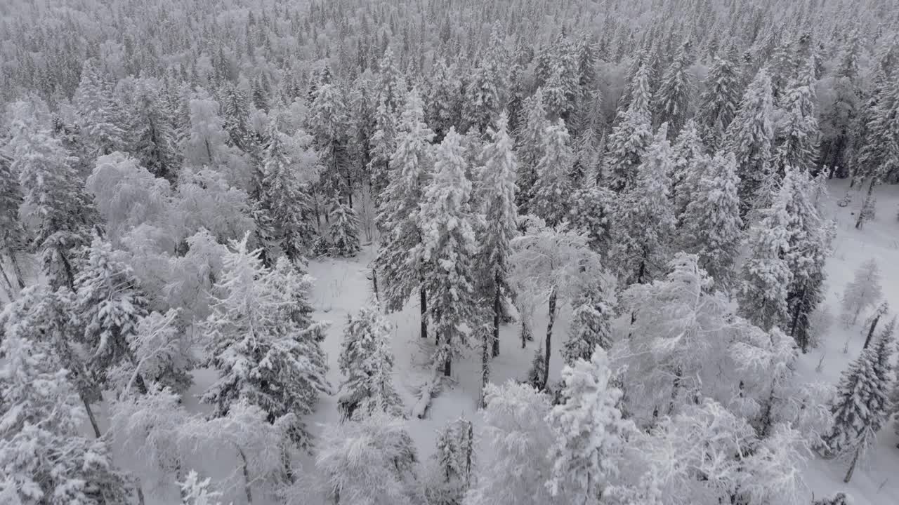 鸟瞰图冰冻森林与积雪覆盖的树木在冬天。视频素材