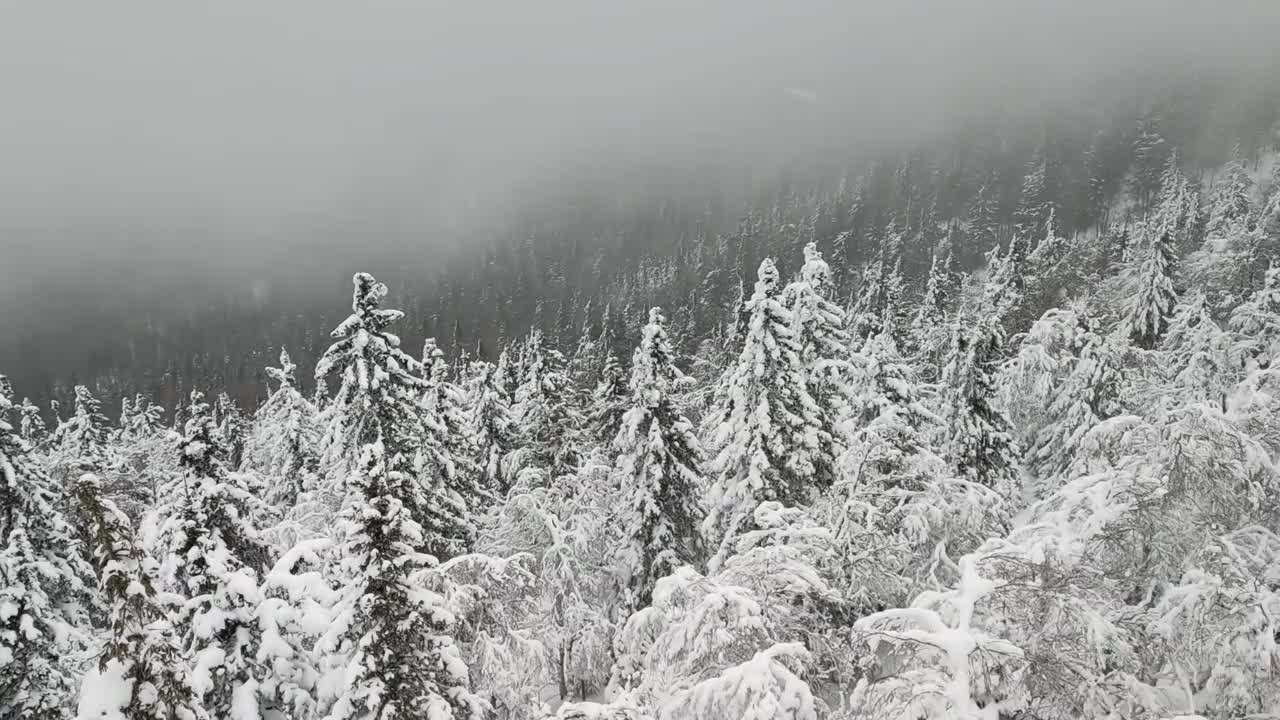 松树林的暴风雪冬季自然天气4k镜头视频素材