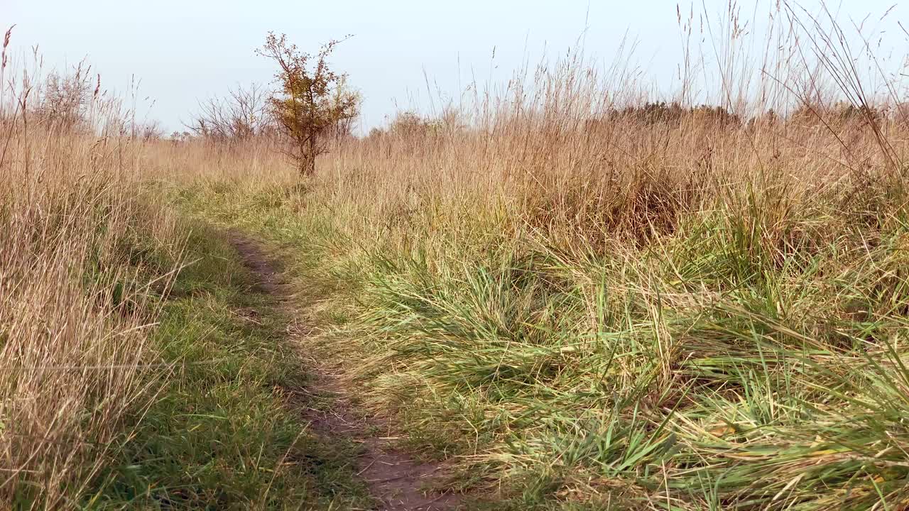 公园里的澳大利亚牧羊犬视频素材