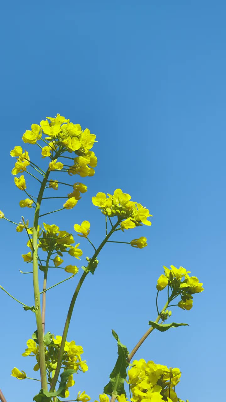 油菜籽花视频素材