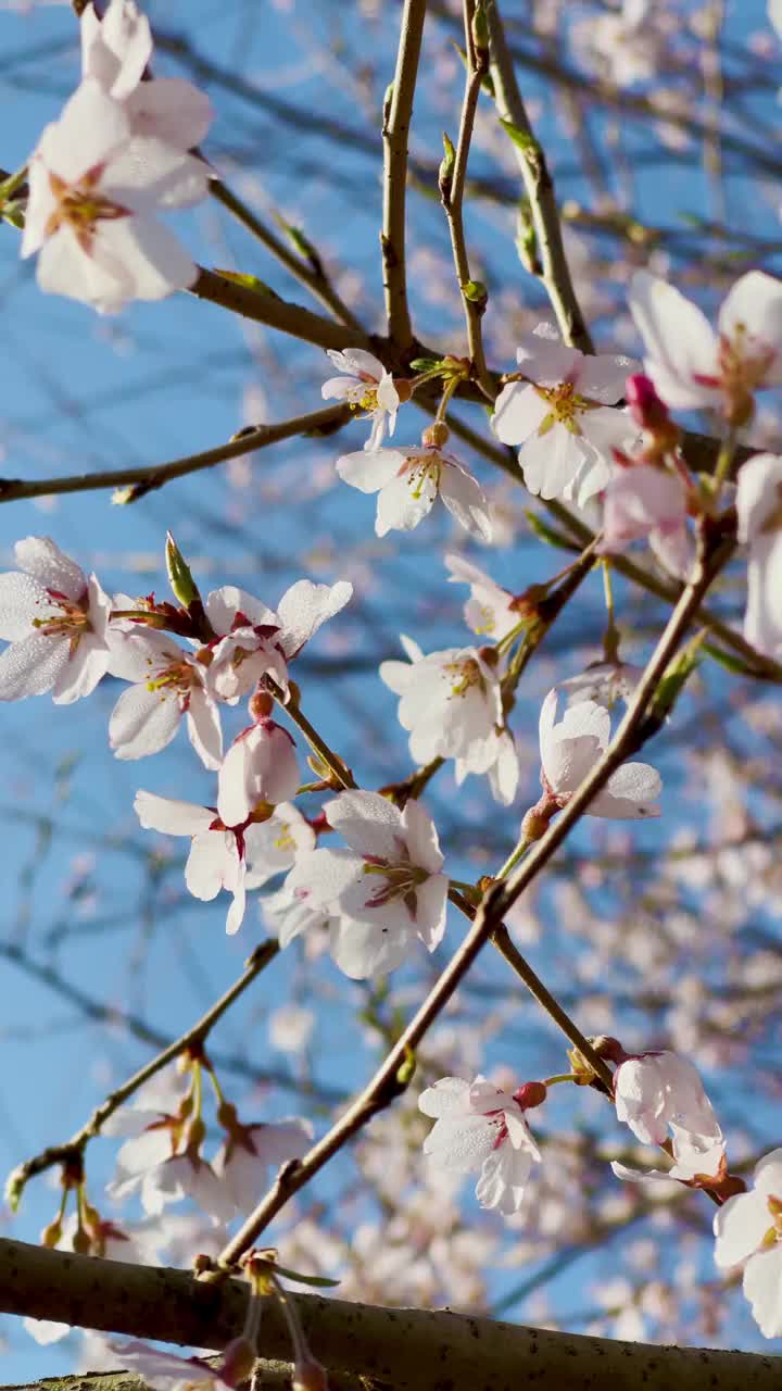 樱花视频素材