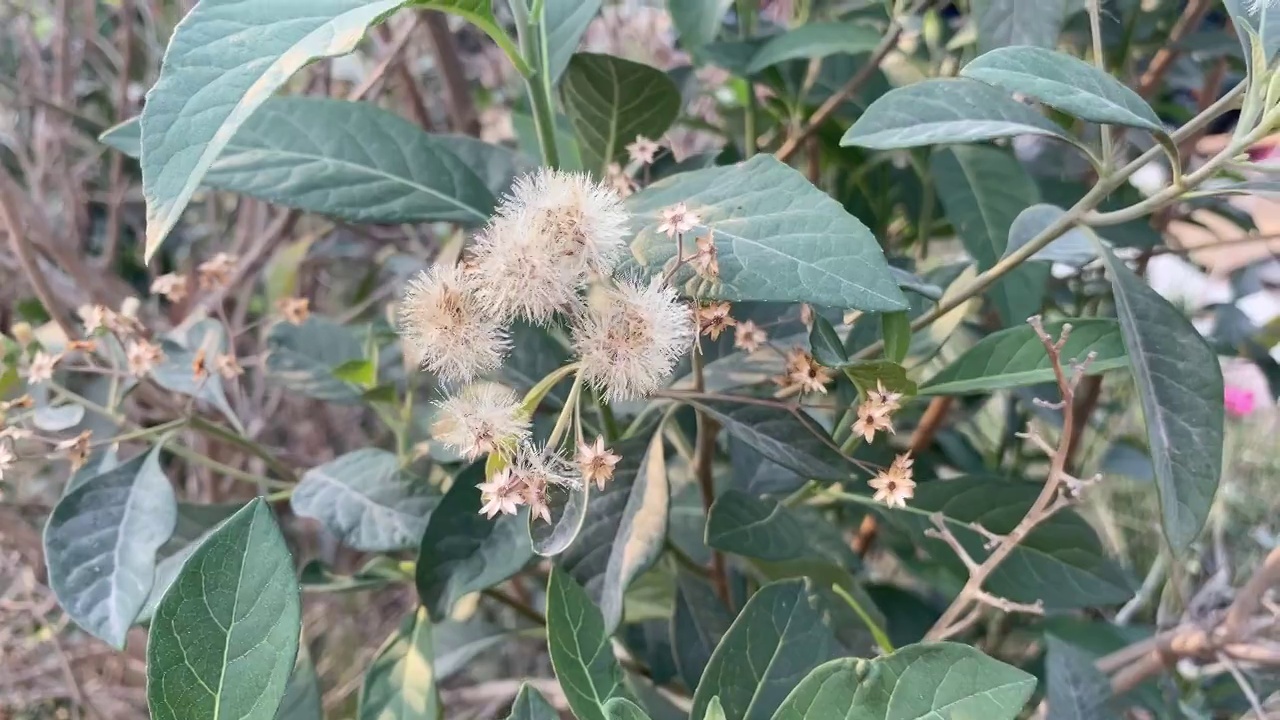 自然花园中苦叶树花视频素材