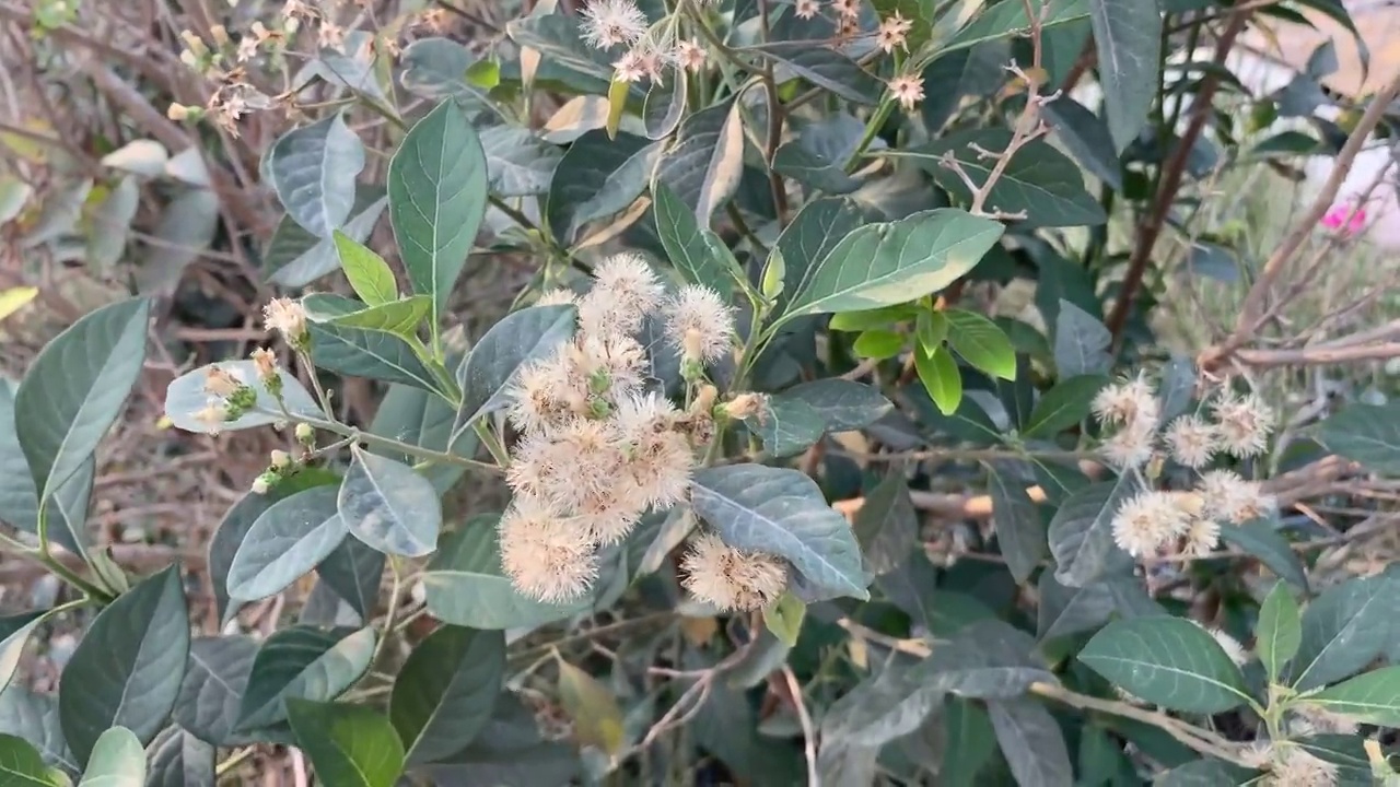 自然花园中苦叶树花视频素材