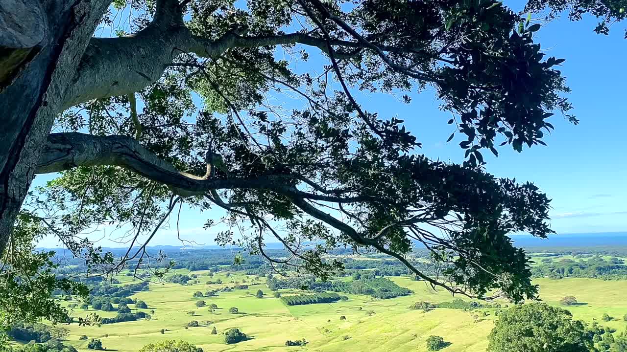 无花果树下的青山洋面视频素材