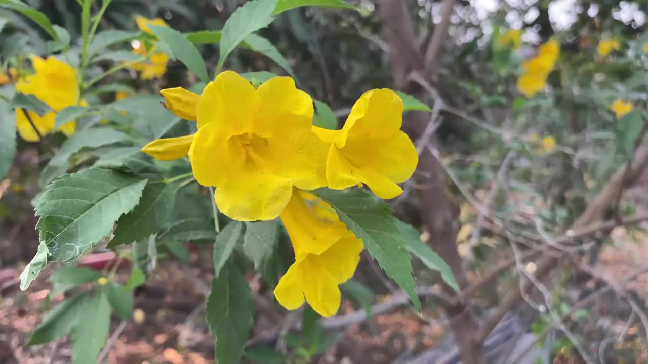 在自然花园里的黄色Tecoma stans花视频素材