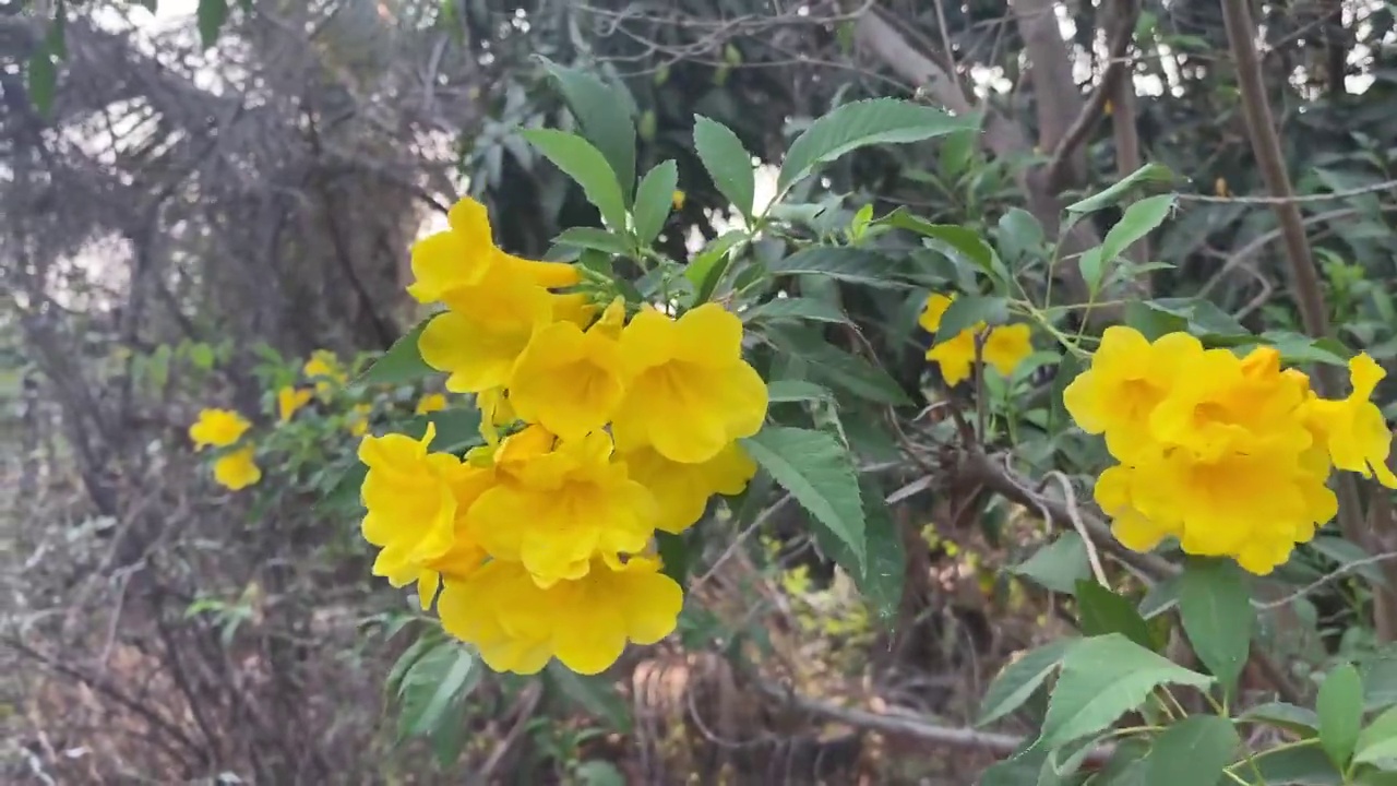 在自然花园里的黄色Tecoma stans花视频素材