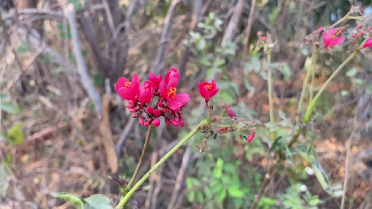 麻疯树在自然花园中开花视频素材