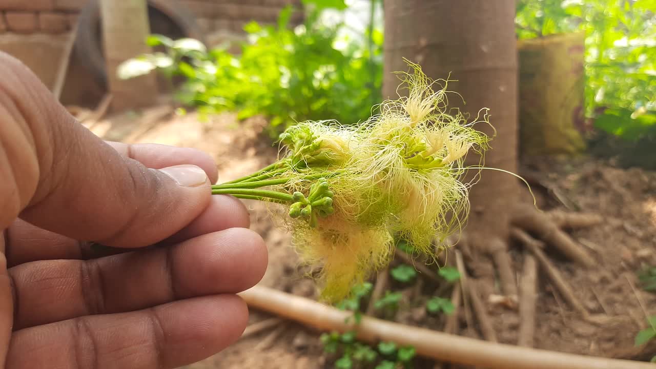 含羞带花。视频素材