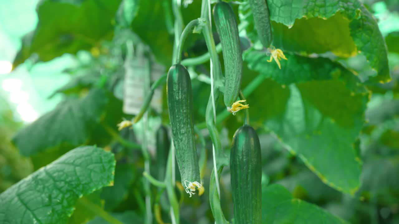 现代温室农场中黄瓜的生长视频素材