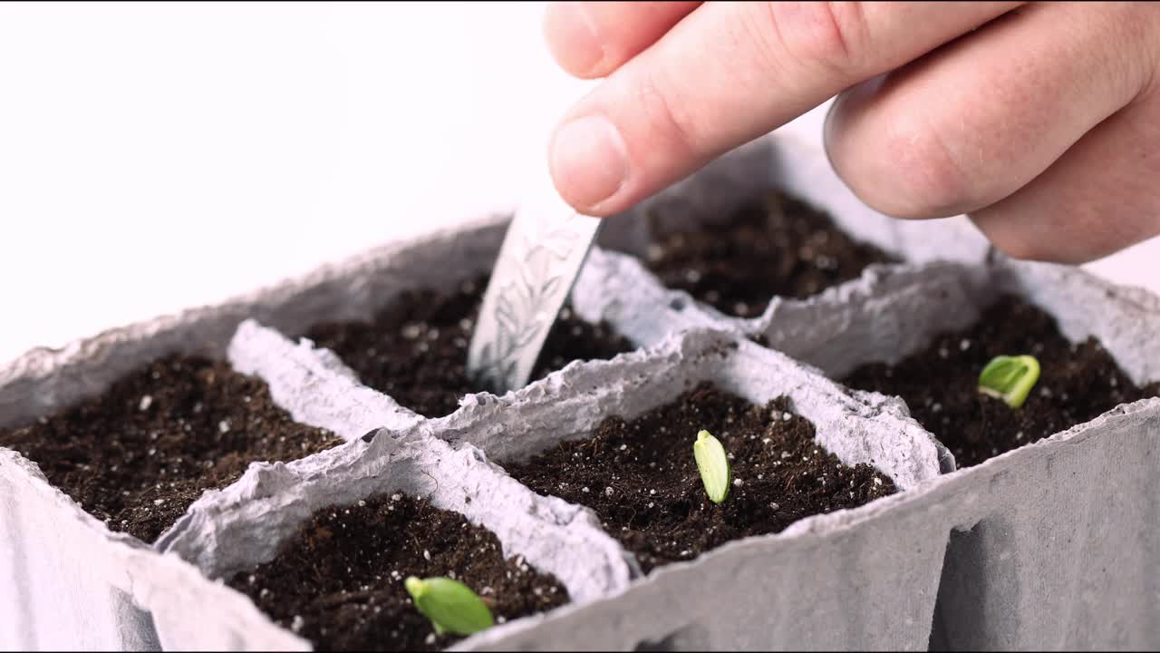 一位男性农民在花盆中种植发芽的黄瓜种子，泥土用来种幼苗，这是园艺和植物护理的概念。微距摄影。视频素材