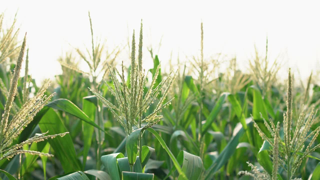 晚霞地里生长的青葱玉米，有机玉米地的玉米芯，农园里的青葱玉米地，晚霞里的灯光视频素材