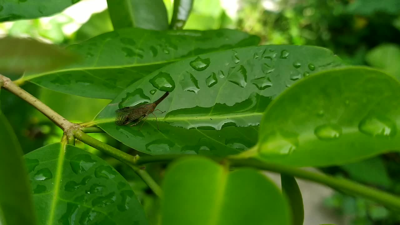 一只昆虫视频素材