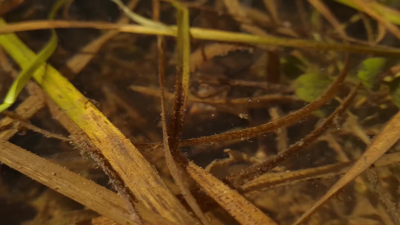 一对正在交配的蟾蜍视频素材