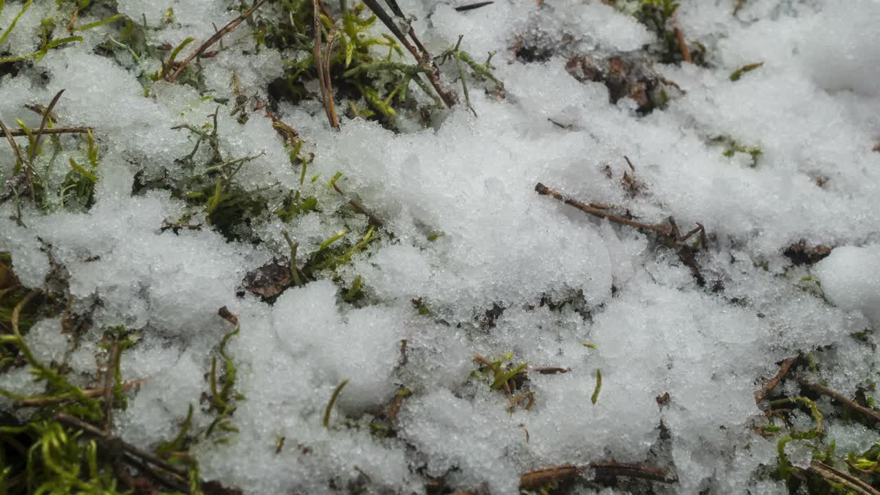 微距延时拍摄闪亮的融化的雪粒子变成液态水和揭示绿色的草和树叶视频素材