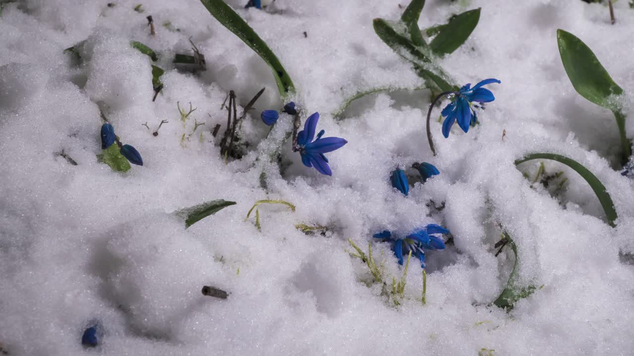 蓝色的雪花莲和雪在春天融化视频素材