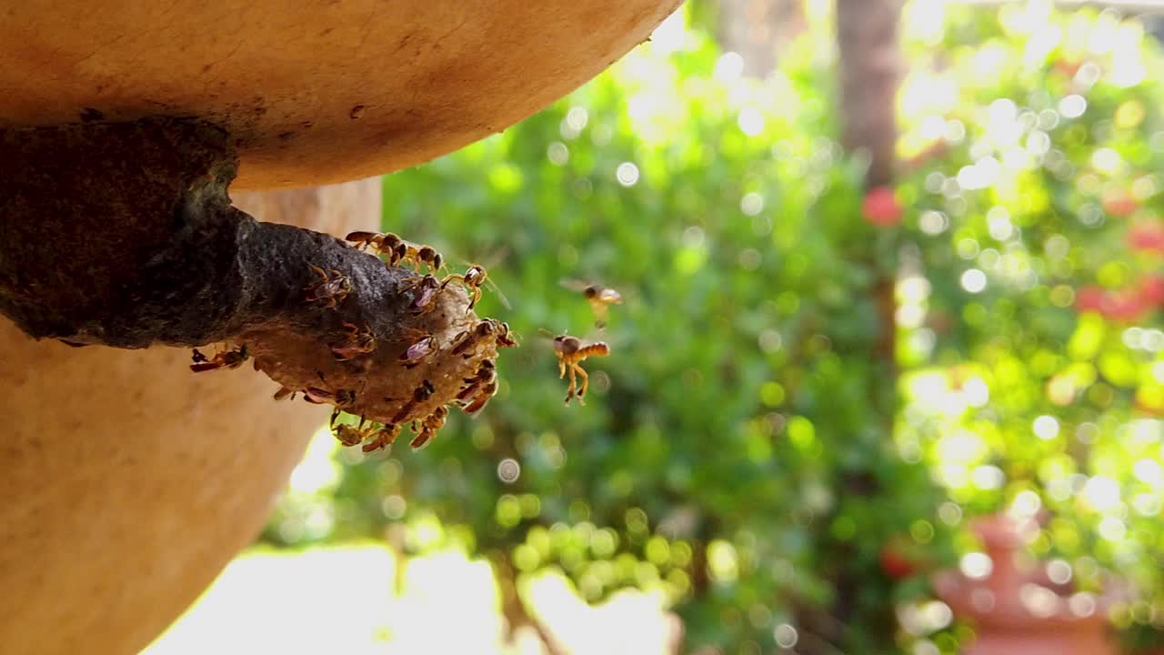 贾泰蜂箱特写，宏观视频素材