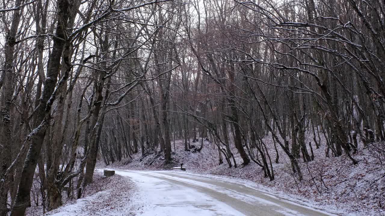 新鲜的雪落在树上和路上视频素材