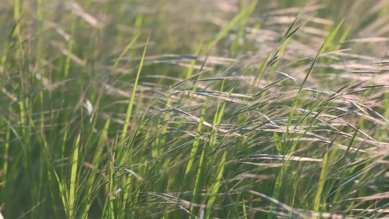 新鲜的草在阵风中缓慢地摇曳。视频素材