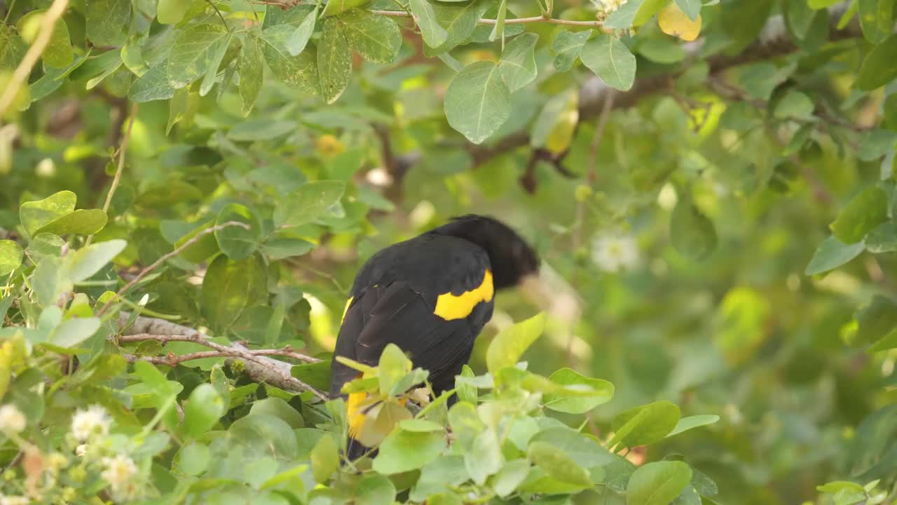 Yellow-winged领袖视频素材