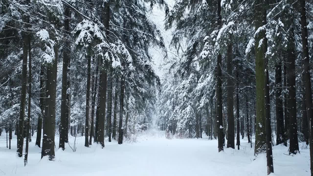 冬天的雪，雪花和森林的树木视频素材