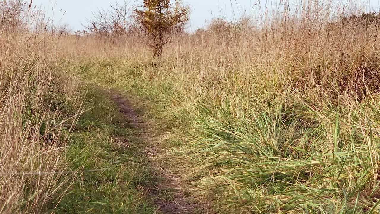 公园里的澳大利亚牧羊犬视频素材