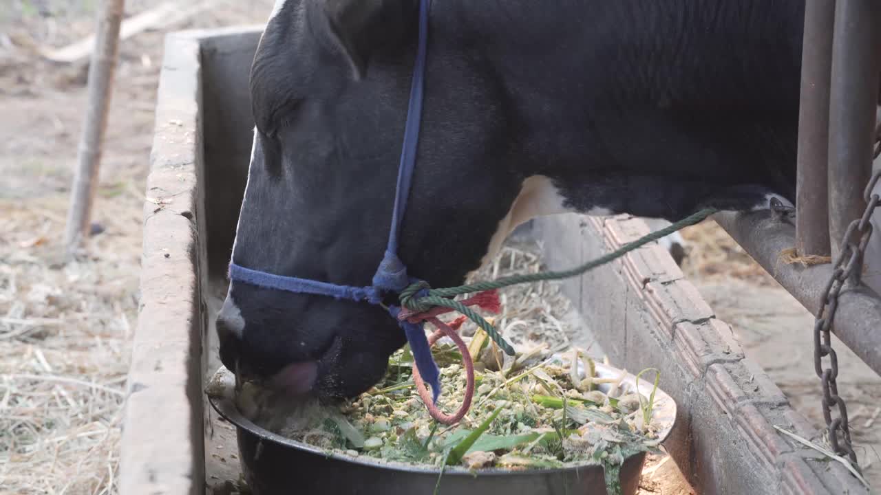 奶牛在奶牛场的牛棚里吃干草。牛的饲养视频素材