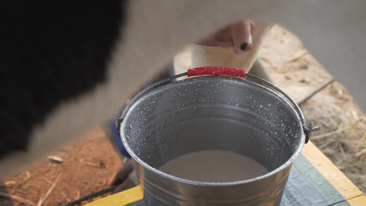 奶牛场正在挤牛奶。在牛棚里挤牛奶视频素材