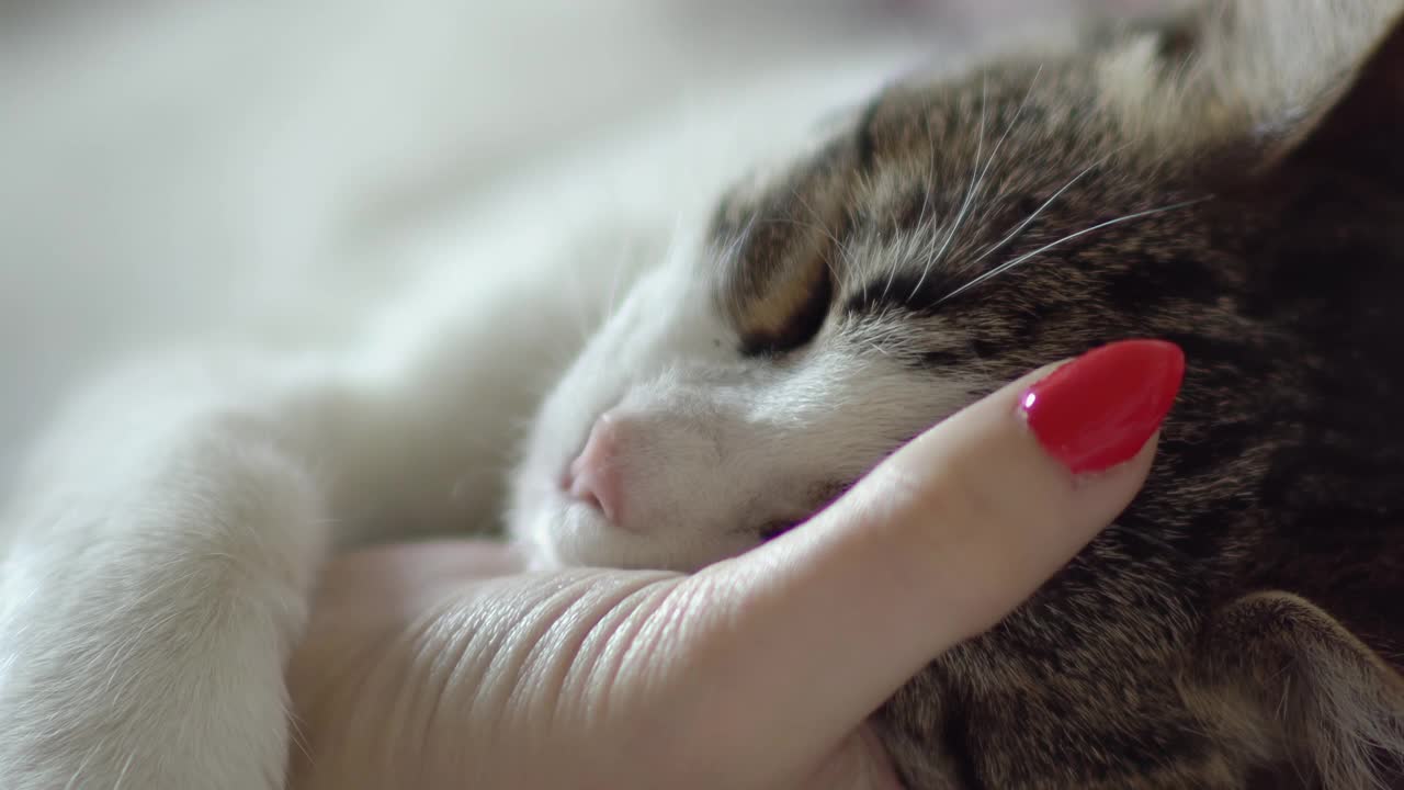 毛茸茸的猫躺在主人的手上，喜欢被抱着，还发出呼噜声视频素材