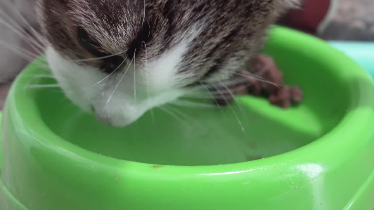 小猫从绿色的碗里吃东西的特写视频素材