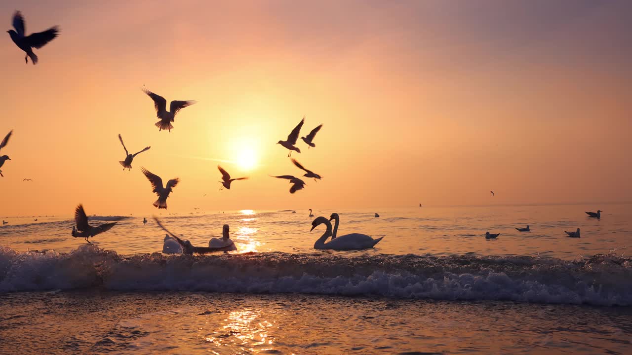 天鹅在海浪中漂浮，鸟儿、鸭子、海鸥在空中飞翔。海上日出，4k视频视频素材