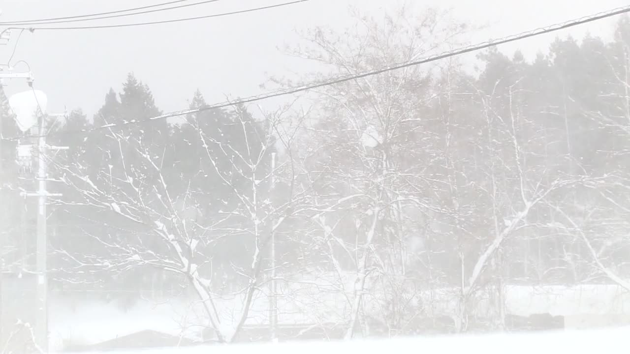 树在暴风雪，秋田，日本视频素材